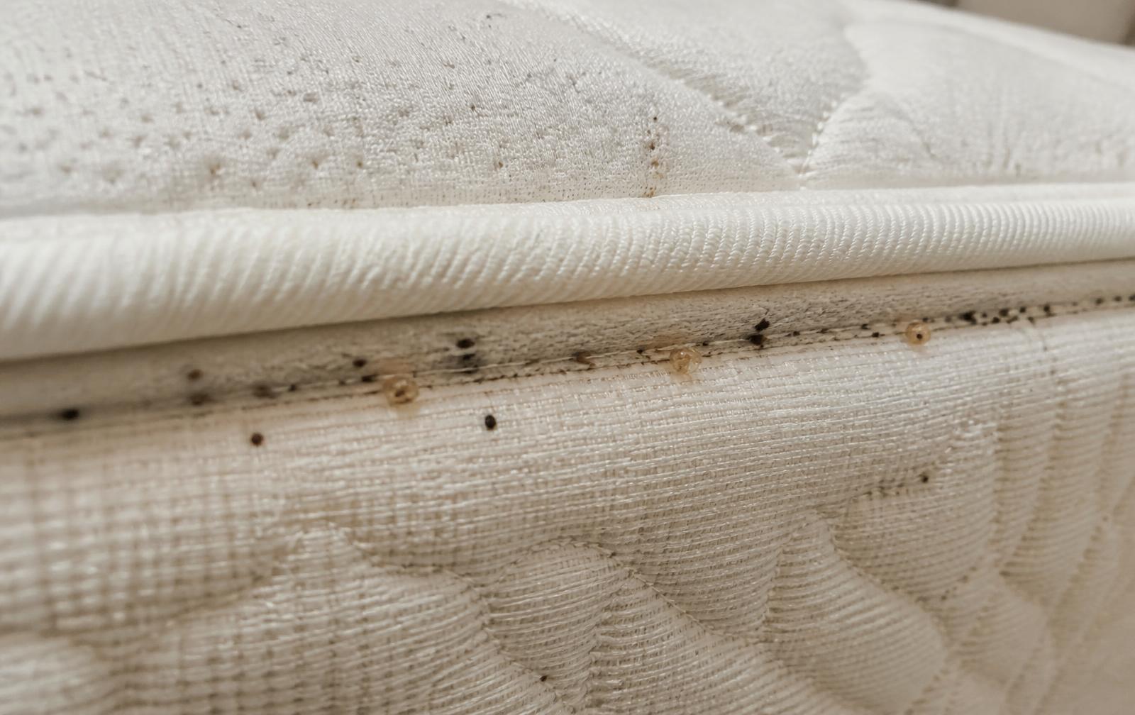 Illustrative reference image of a mattress seam showing dark faecal spotting and pale cast skins